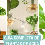 Aprende a sembrar bambú en tierra y decora tu hogar