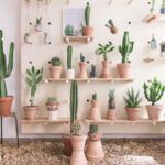 ¡Aprende a sembrar cactus en casa con éxito!