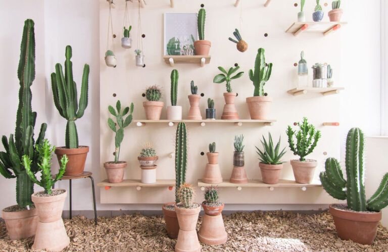 aprende a sembrar cactus en casa con exito