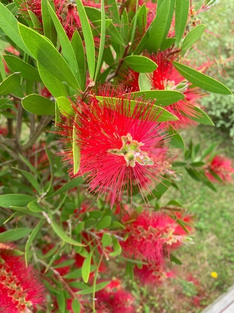 aprende a sembrar clavelina china en tu jardin guia practica