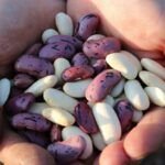 Aprende a sembrar frijoles en casa: Guía paso a paso
