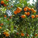 Aprende a sembrar mandarina fácilmente desde cero
