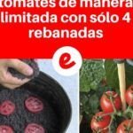Aprende a sembrar tomates de mata baja en casa