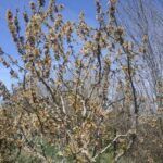 Aprende a sembrar un cerezo desde cero: ¡del hueso al árbol!