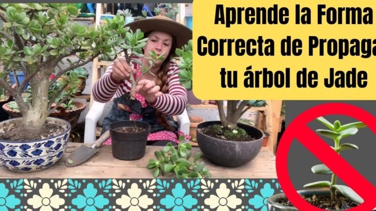 ¡Aprende cómo plantar Plantas de Jade y hacerlas florecer!