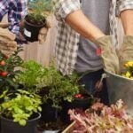 ¡Aprovecha agosto! Descubre qué sembrar en tu huerto en pleno verano