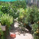 Aprovecha cada rincón: plantas ideales para huertos verticales en interiores