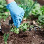 ¡Aprovecha el otoño en Asturias! Descubre qué plantar en tu jardín