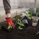 ¡Aprovecha el otoño en España y siembra! Descubre qué plantar ahora