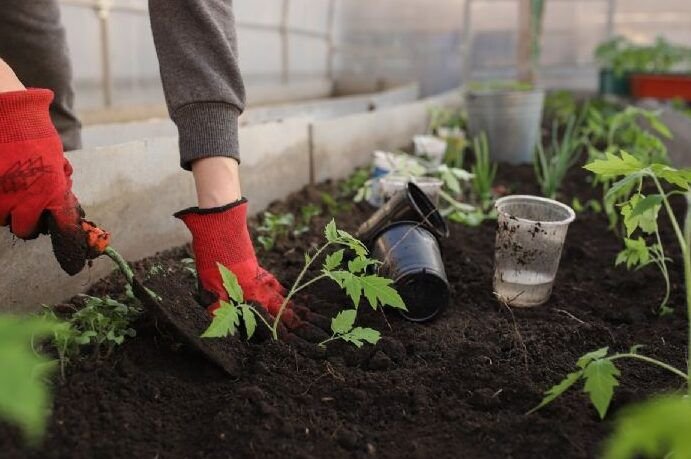 aprovecha el otono en espana y siembra descubre que plantar ahora