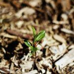 ¡Aprovecha la primavera! Descubre qué plantar en marzo en España