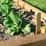¡Aprovecha la temporada! Verduras para plantar en marzo y abril