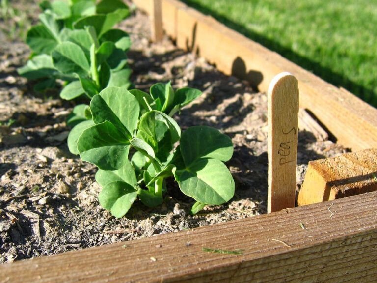 aprovecha la temporada verduras para plantar en marzo y abril