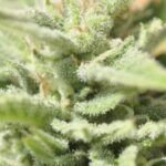 ¡Aprovecha septiembre! Descubre qué plantar en tu invernadero