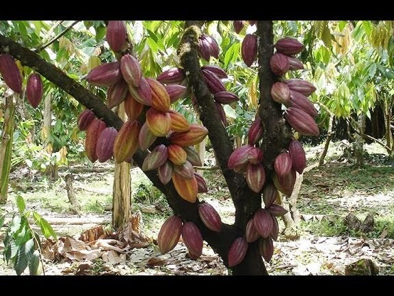 Descubre el secreto de los granos de cacao cultivados en casa que transformará tu chocolate casero