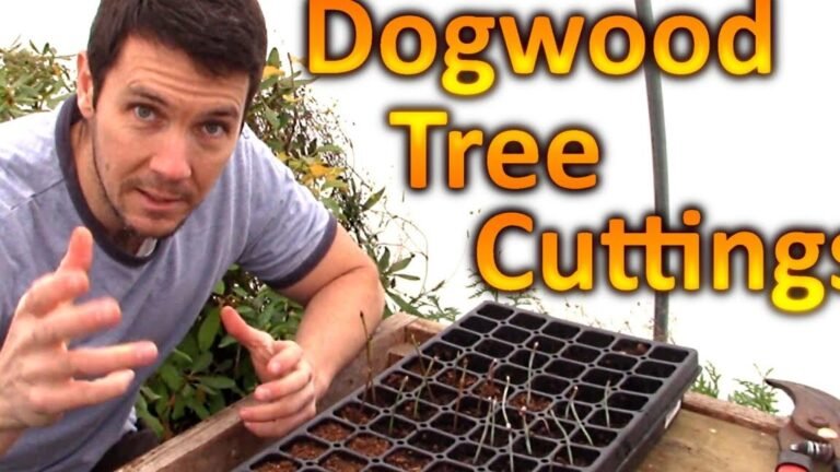 arbol dogwood