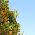 Cultiva tu propio árbol de mandarina con semillas en casa