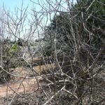 Guía práctica para plantar un árbol de moras: consejos y pasos clave