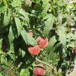 Siembra tu propia nectarina: guía fácil paso a paso