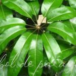 Descubre los secretos para hacer crecer tu Schefflera como un experto en Umbrella Tree