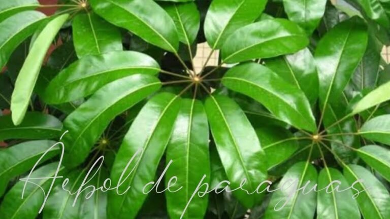 Descubre los secretos para hacer crecer tu Schefflera como un experto en Umbrella Tree