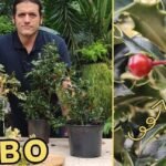 arboles acebo