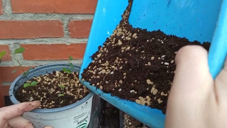 Aprende a cultivar árboles del amor con estos consejos especiales