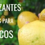 Descubre cómo transformar tu hogar con árboles cítricos en interiores y disfrutar de su frescura todo el año