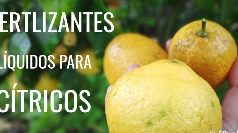 arboles citricos