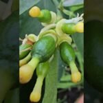 Descubre el secreto del fertilizante cítrico: cuándo y cómo usarlo para un jardín espectacular