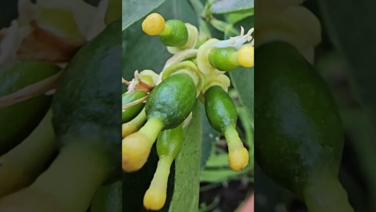 Descubre el secreto del fertilizante cítrico: cuándo y cómo usarlo para un jardín espectacular