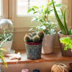 Árboles en macetas: belleza y armonía en tu hogar