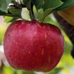 Los mejores árboles frutales resistentes a enfermedades para cultivar en tu huerto