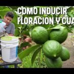 arboles frutales