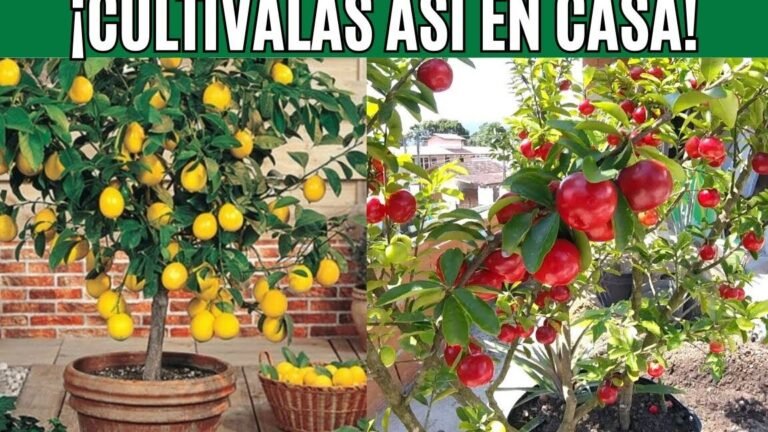 Descubre cómo cultivar árboles frutales en espacios reducidos y obtener cosechas increíbles