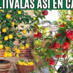 Descubre por qué las horas de frío son clave para tus árboles frutales y cómo mejorar tu cosecha este año