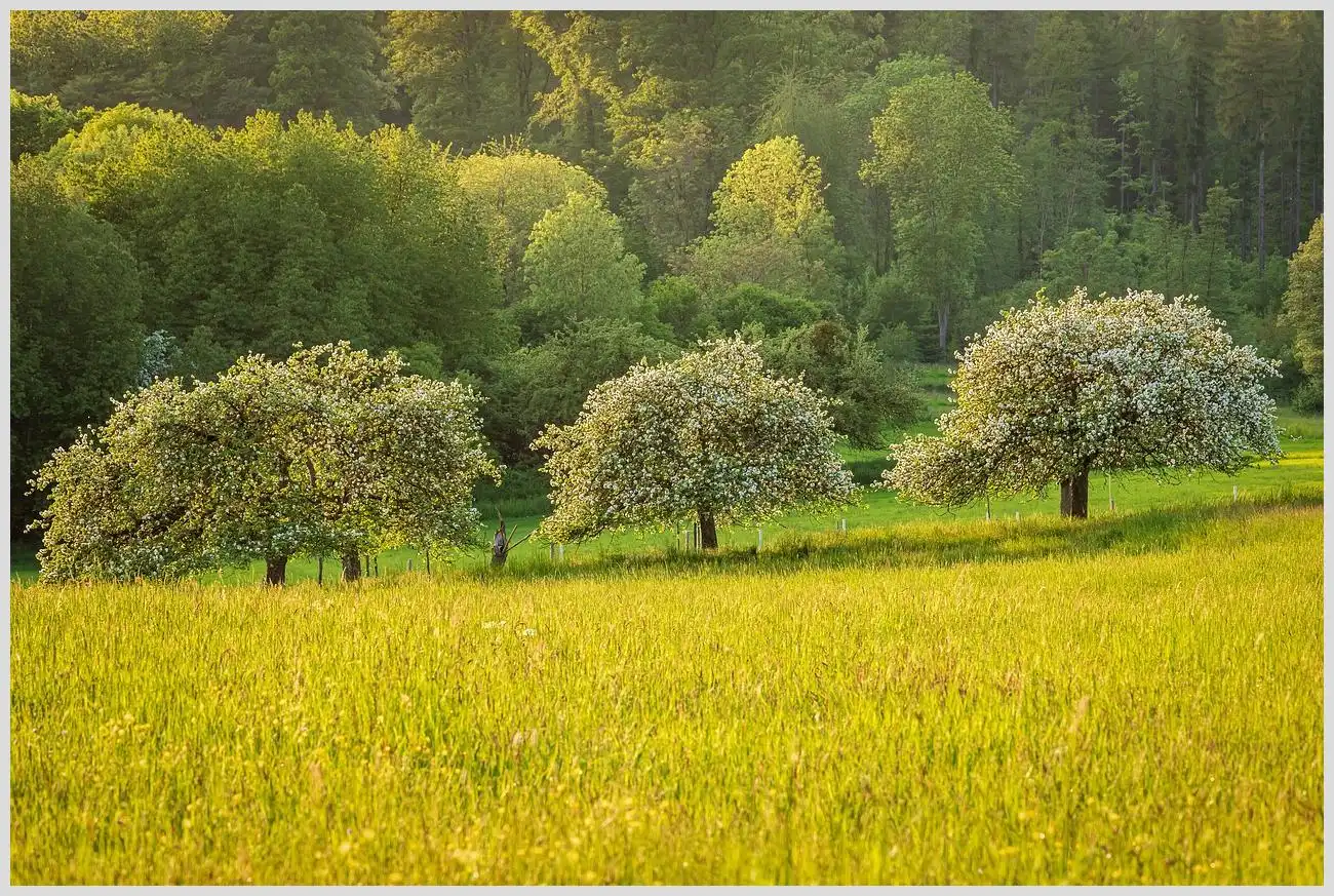 Que árboles frutales se pueden plantar en verano