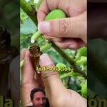 arboles higo