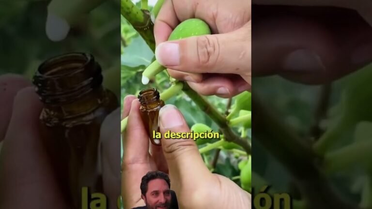 arboles higo