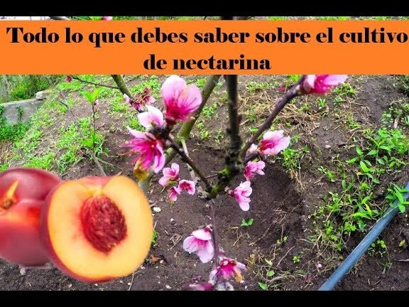 Descubre por qué el néctar de este árbol es la fruta de verano que no puedes dejar pasar