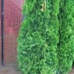 arboles privacidad