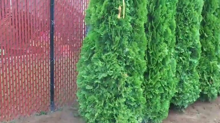 arboles privacidad