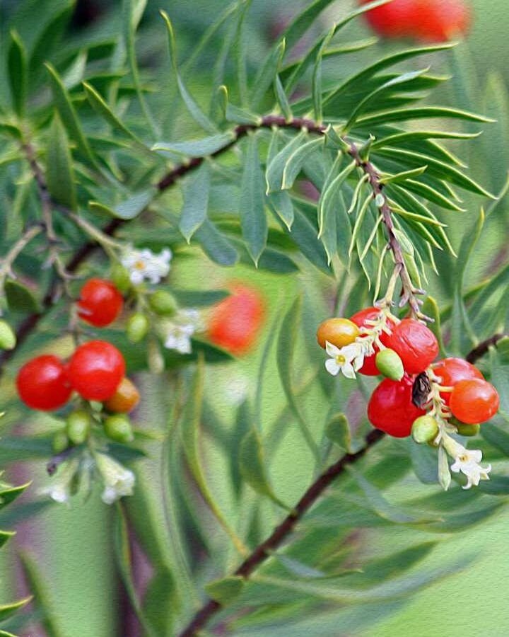 arboles resistentes para terrenos rocosos guia de plantacion
