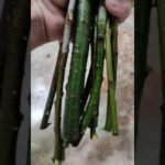 arboles sauce