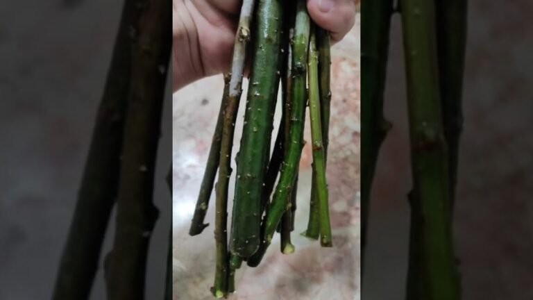 arboles sauce