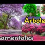 arboles sombra