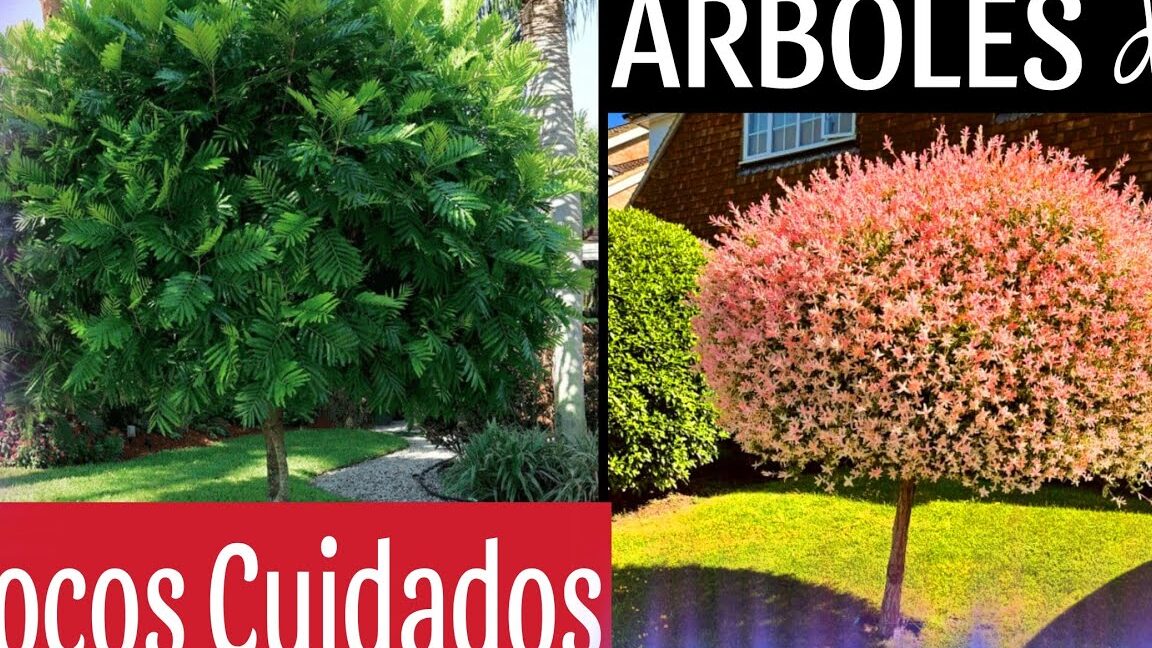 Descubre Los rboles De Sombra Que Transformar n Tu Jard n En Un 