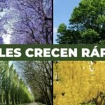 El árbol que convirtió su jardín en un oasis de sombra en 2 años