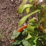 arboles tropicales