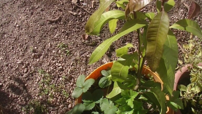 arboles tropicales